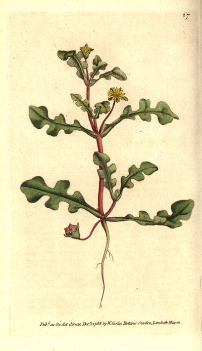 Ficoide variete - Aethephyllum pinnatifidum (Jagged-leaved figen morgenfrue, Mesembryanthemum pinnatifidum). Håndfarvet kobberstik efter en botanisk illustration fra William Curtis