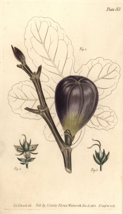 Fig, Ficus carica, Trioecia med hermafrodit, han 2 og hun 3 blomster vokser hver for sig. Håndkoloreret kobberstik af F. Sansom efter en botanisk illustration af Sydenham Edwards til William Curtis