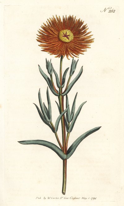 Figen morgenfrue - Guld figen morgenfrue, Mesembryanthemum aureum. Håndfarvet kobberstik af Sansom efter en illustration af Sydenham Edwards fra William Curtis