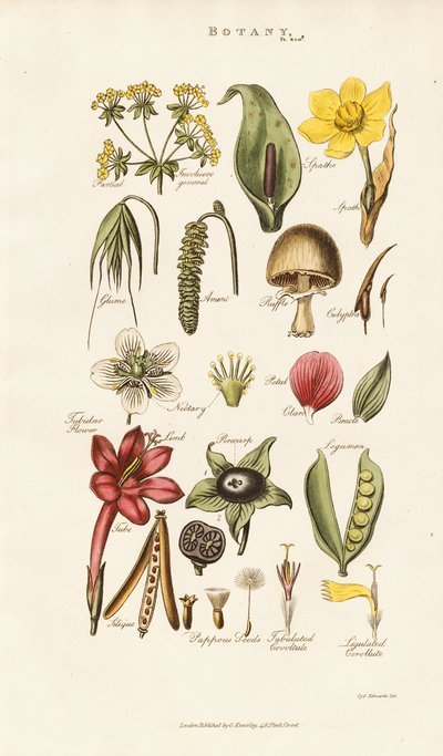 Blomster- og plantestrukturer af Sydenham Teast Edwards