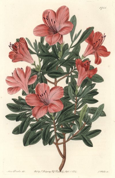 Blomsterhandlere Rhododendron eller azalee - S. Watts stærkt vand fra en illustration af Sarah Anne Drake (1803-1857), fra det botaniske register af Sydenham Teast Edwards