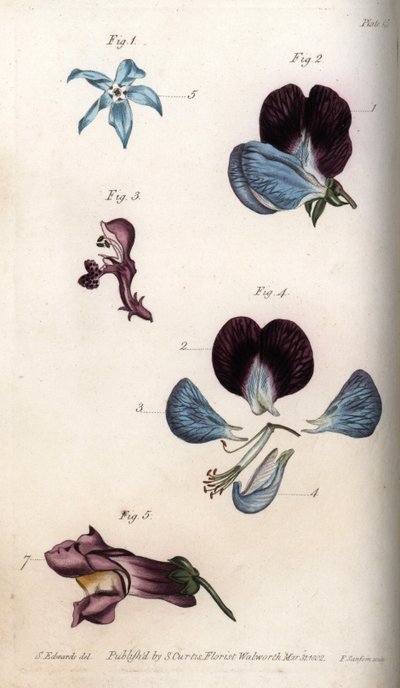 Blomstring af officinale borage og ærter (bælgfrugter). Farvet kobberstik, illustration af Sydenham Edwards (1768-1819) til Conferences of Botanical, Botanical Garden of Lambeth (England) af Sydenham Teast Edwards
