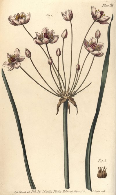 Blomstrende siv, Butomus umbellatus, Hexagynia, hermafroditblomst 1 og pistilla 2. Håndfarvet kobberstik af F. Sansom af en botanisk illustration af Sydenham Edwards til William Curtis