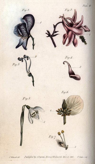 Blomster af aconit, ancholia, galanthus, hellebore og grædende pil, med detaljer af pistiller og etaminer). Nectarium af akonitten Aconitum (1,3), akeleje Aquilegia (2,4), vintergækken Galanthus (5), hellebore Helleborus (6) og pil Salix (7). Håndkol af Sydenham Teast Edwards