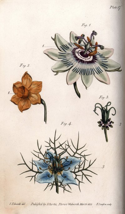 Blomster af passionsfrugt eller passionsblomster, narcisser og nigella. Farvet kobberstik, illustration af Sydenham Edwards (1768-1819) til Conferences of Botanical, Botanical Garden of Lambeth (England) af Sydenham Teast Edwards
