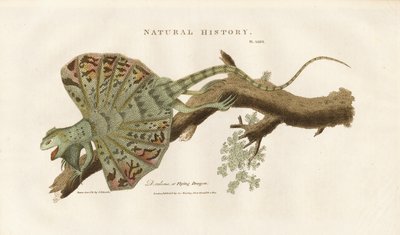 Flyvende drage på en gren af Sydenham Teast Edwards