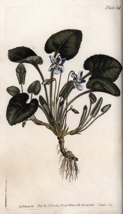 Duftende viol. Farvet kobberstik, illustration af Sydenham Edwards (1768-1819) til Conferences of Botanical, Botanical Garden of Lambeth (England) af Sydenham Teast Edwards