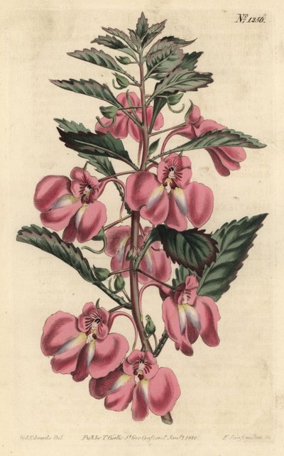 Havebalsamin - Havebalsam, Impatiens balsamina (Kirtelbladsbalsam, Impatiens coccinea). Håndfarvet kobberstik af F. Sansom Jr. efter en illustration af Sydenham Edwards fra William Curtis