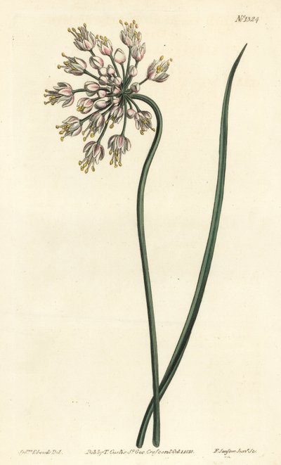Hvidløg læner - Nikker løg, dameporre eller buet hvidløg, Allium cernuum. Håndfarvet kobberstik af F. Sansom Jr. efter en illustration af Sydenham Edwards fra William Curtis