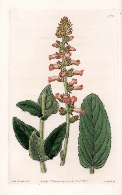 Genera Variete - Plade indgraveret af S.Watts, fra en illustration af Sarah Anne Drake (1803-1857), fra Botanical Register of Sydenham Edwards (1768-1819), England af Sydenham Teast Edwards