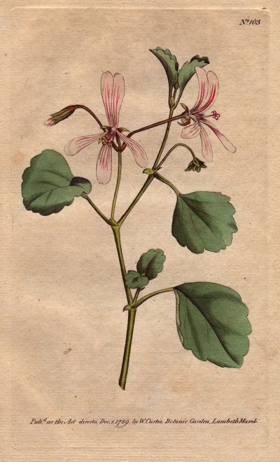Geranium har syreblade med rosenårede blomster, hjemmehørende i Sydafrika. Sorrel trane næb med lyserøde årede blomster. En indfødt fra Kap, Sydafrika. Pelargonium acetosum. Håndfarvet kobberstik fra en botanisk illustration af Sydenham af Sydenham Teast Edwards