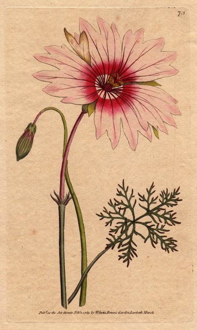 Geranium monsonia har store lyserøde og mørkelyserøde blomster. Storblomstret monsonia med lyserøde og dybt lyserøde blomster. Monsonia speciosa. Håndfarvet kobberstik fra en botanisk illustration af Sydenham Edwards fra William Curtis