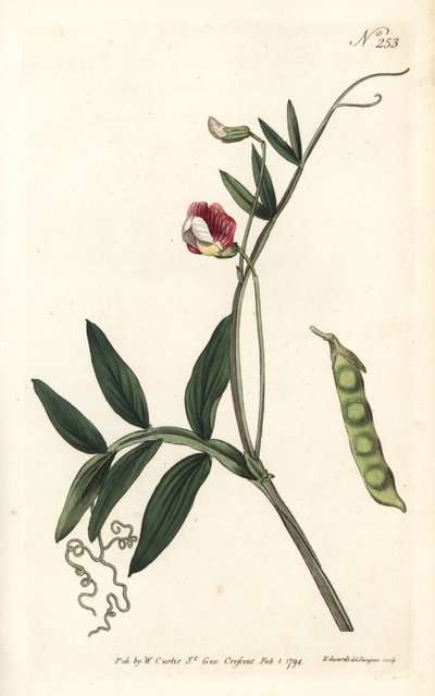 Gesse climene - Spansk vikke, Lathyrus clymenum (led-podded lathyrus, Lathyrus articulatus). Håndfarvet kobberstik af Sansom efter en illustration af Sydenham Edwards fra William Curtis
