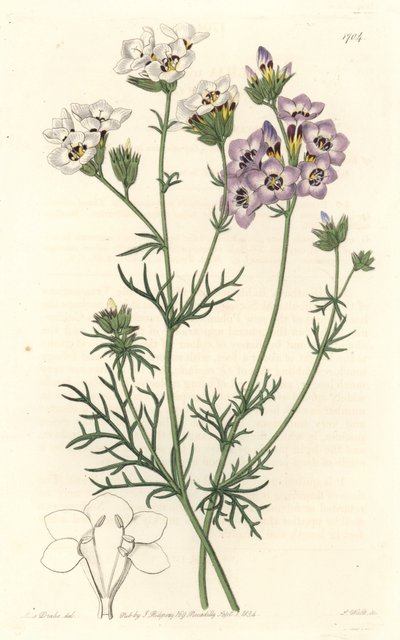 Gilia tricolor, hvide og lilla varianter, hjemmehørende i Californien - S. Watts stærkt vand fra en illustration af Sarah Anne Drake (1803-1857), fra det botaniske register af Sydenham Teast Edwards