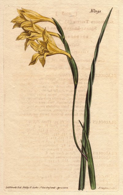 Glaieul har gule blomster i epis og sværdformede blade. Gulblomstret, firkantet kornflag. Gladiolus tristis. Håndfarvet kobberstik fra en botanisk illustration af Sydenham Edwards fra William Curtis