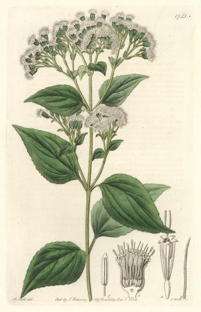 Glandular eupatorium, hjemmehørende i Mexico - S. Watts stærkt vand fra en illustration af M. Mart, fra det botaniske register af Sydenham Teast Edwards