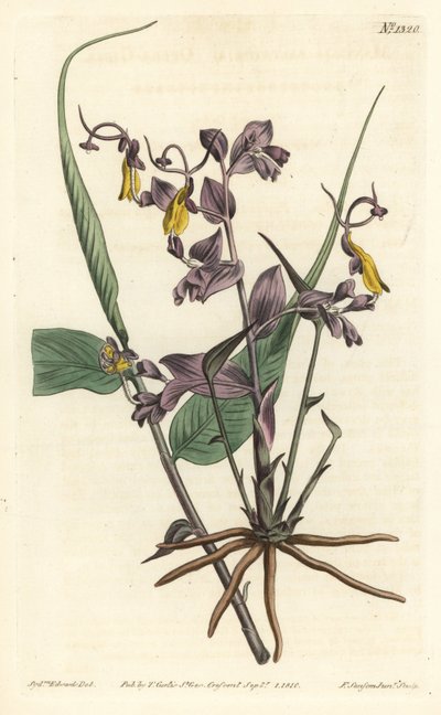 Globba radicalis (Operapiger, Mantisia saltatoria). Håndfarvet kobberstik af F. Sansom Jr. efter en illustration af Sydenham Edwards fra William Curtis