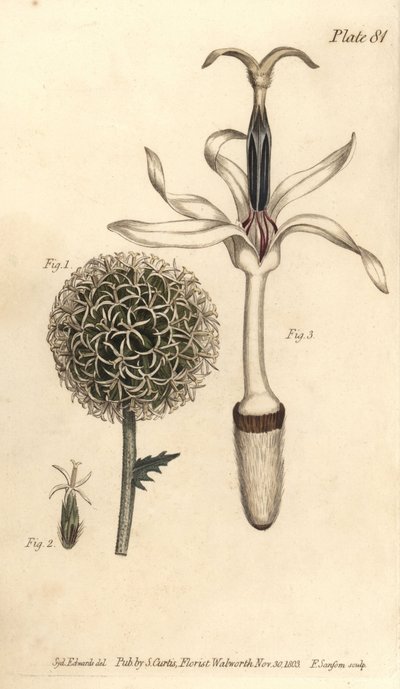 Globetidsel, Echinops sphaerocephalus, Polygamia segregata, blomst 1 og enkelt blomst 2,3. Håndfarvet kobberstik af F. Sansom af en botanisk illustration af Sydenham Edwards til William Curtis