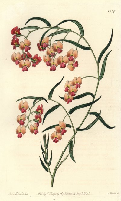 Glycin-bladede dillwynia, Dillwynia glycinifolia. Håndfarvet kobberstik af S. Watts efter en illustration af Miss Sarah Drake fra Sydenham Edwards