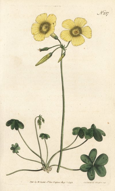 Gedefod - Gedefodsvedsyre, Oxalis caprina. Håndfarvet kobberstik af Sansom efter en illustration af Sydenham Edwards fra William Curtis