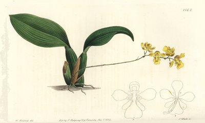 Gomesa cornigera orkidé (Hornet oncidium, Oncidium cornigerum). Håndfarvet kobberstik af S. Watts efter en illustration af William Herbert fra Sydenham Edwards
