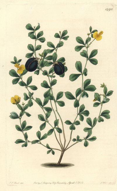 Gompholobium variete (endemisk bælgfrugt til Australien) - Tykkantet gompholobium, Gompholobium marginatum. Håndkoloreret kobberstik af S. Watts efter illustration af J.T. Hart fra Sydenham Edwards