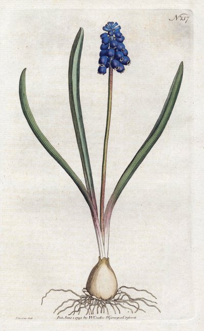 Druehyacint Litografi af Sydenham Edwards (1768-1819), tallerken fra Botanical Magazine af William Curtis (1746-1799) af Sydenham Teast Edwards