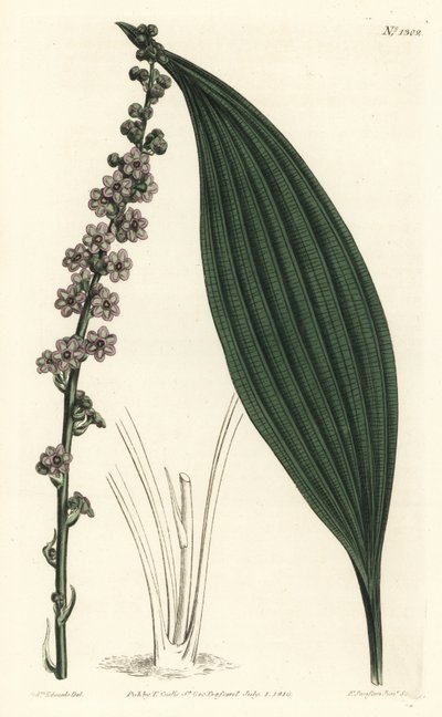 Grønblomster teta, Peliosanthes Teta. Håndfarvet kobberplade -gravering af F. Sansom Jr. Efter en illustration af Sydenham Edwards fra William Curtis 