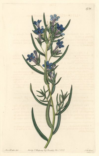Gremil a rosmarinblade, hjemmehørende på Sicilien - Water forte af S. Watts fra en illustration af Sarah Anne Drake (1803-1857), fra det botaniske register af Sydenham Teast Edwards