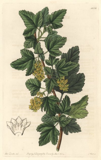 Groseillier, kendt som Gadellier fra Sibirien (Ribes diacanthum), indfødt i Chile - Water forte af S. Watts fra en illustration af Sarah Anne Drake (1803-1857), fra det botaniske register af Sydenham Teast Edwards