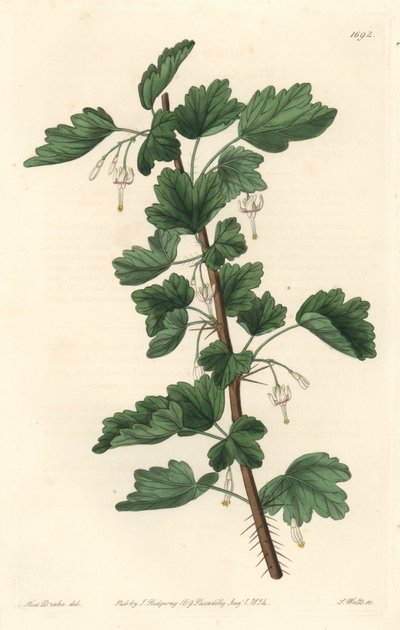 Groseillier, indfødt i Nordamerika - Vand stærkt af S. Watts fra en illustration af Sarah Anne Drake (1803-1857), fra det botaniske register af Sydenham Teast Edwards