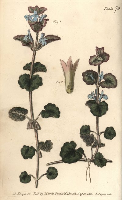 Jordvedbend, Glechoma hederacea, Gymnospermia. Håndfarvet kobberstik af F. Sansom af en botanisk illustration af Sydenham Edwards til William Curtis