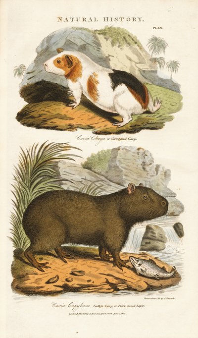 Marsvin og kapivar af Sydenham Teast Edwards