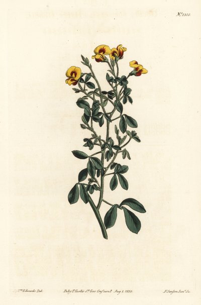 Behåret goodia, Goodia lotifolia var. pubescens (Goodia pubescens). Håndfarvet kobberstik af F. Sansom Jr. efter en illustration af Sydenham Edwards fra William Curtis
