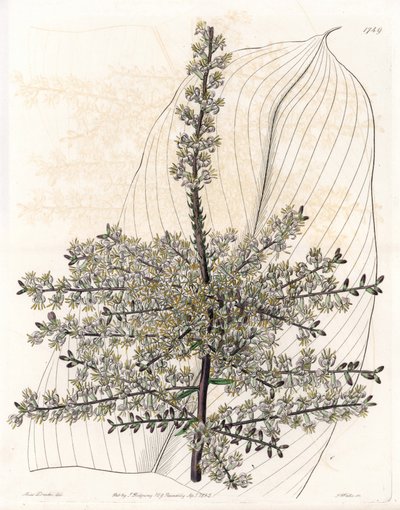 Hawaiian spinard eller Indienrør - Plade graveret af S.Watts, efter en illustration af Sarah Anne Drake (1803-1857), fra Sydenham Edwards
