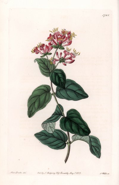 Herb variete - Plade graveret af S.Watts, fra en illustration af Sarah Anne Drake (1803-1857), fra Botanical Register of Sydenham Edwards (1768-1819), England af Sydenham Teast Edwards