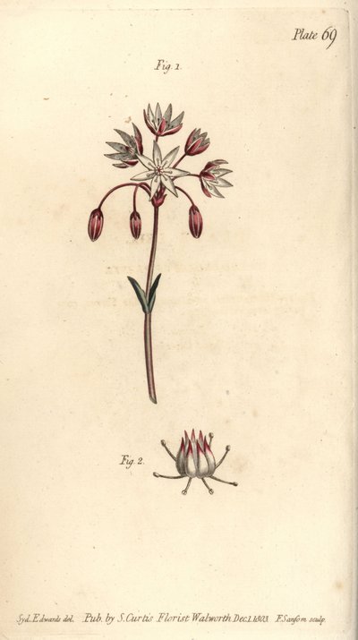 Hermafroditblomst med syv pistilla, Heptagynia, Septas capensis. Håndfarvet kobberstik af F. Sansom af en botanisk illustration af Sydenham Edwards til William Curtis