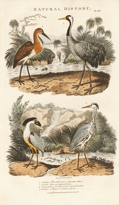 Hejrer og traner i deres vådområdehabitater af Sydenham Teast Edwards