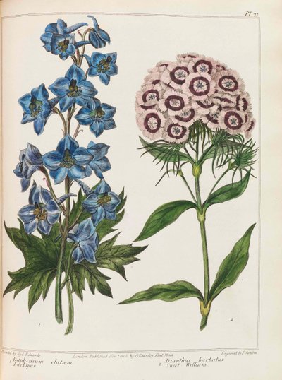 Illustration fra Praktisk havearbejde af Alexander McDonald, 1807. af Sydenham Teast Edwards