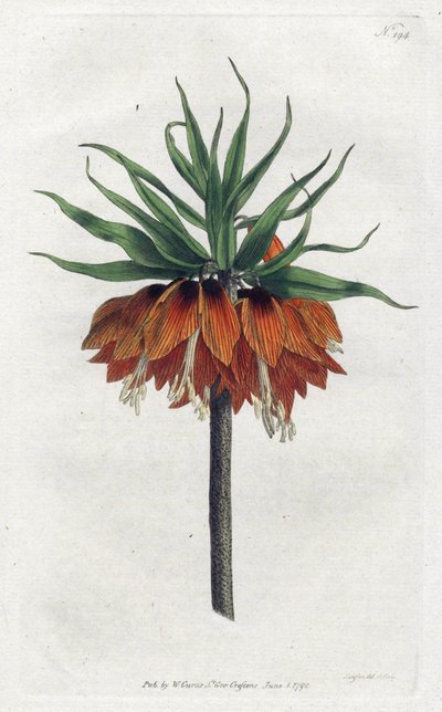 Imperial Fritillary eller Imperial Crown - Litografi af Sydenham Edwards (1768-1819), plade fra William Curtis