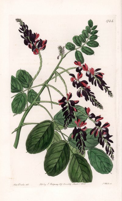 Indigofera Variete - Plade graveret af S.Watts, fra en illustration af Sarah Anne Drake (1803-1857), fra Botanical Register of Sydenham Edwards (1768-1819), England af Sydenham Teast Edwards