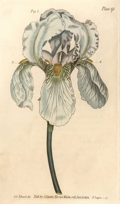 Iris florentina, Iris germanica nothovar. Håndfarvet kobberstik af F. Sansom af en botanisk illustration af Sydenham Edwards til William Curtis