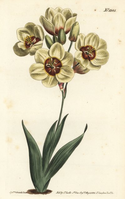 Ixia abbreviata (Flødefarvet plettet ixia, Ixia maculata v. ochroleuca). Håndfarvet kobberstik af F. Sansom Jr. efter en illustration af Sydenham Edwards fra William Curtis