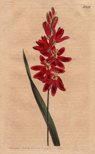 Ixia crimson eller gammel blomst, mørk ecarlate farve. Crimson ixia eller spredningsblomstret ixia med dybe karmosinrøde blomster. Ixia patens. Håndfarvet kobberstik fra en botanisk illustration af Sydenham Edwards fra William Curtis