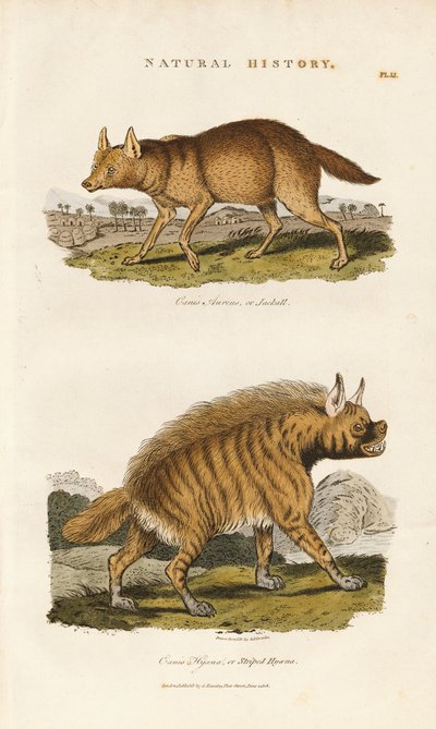 Sjakal og stribet hyæne af Sydenham Teast Edwards