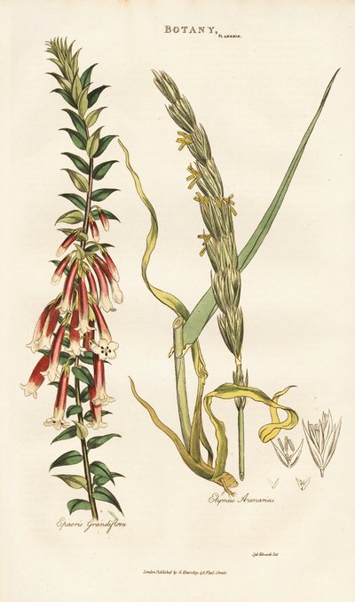 Storblomstret Epacris og Lyme Grass af Sydenham Teast Edwards