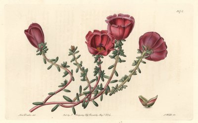 Storblomstret portulak eller elleve-timers ridder, hjemmehørende i Chile - S. Watts stærkt vand fra en illustration af Sarah Anne Drake (1803-1857), fra det botaniske register af Sydenham Teast Edwards