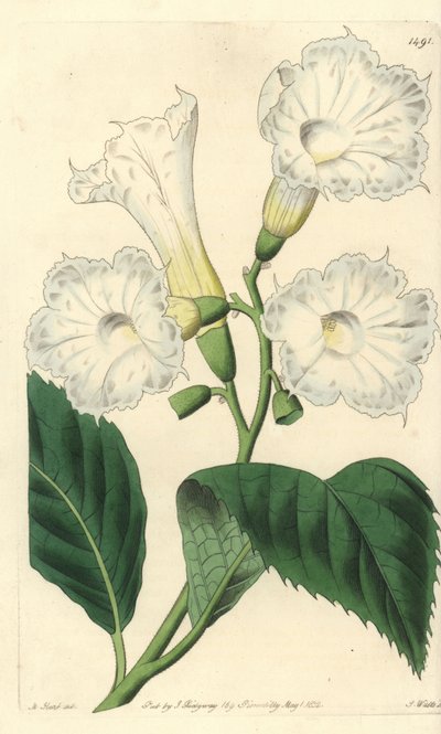Storblomster cordia - storblomstret cordia, Cordia grandiflora. Håndfarvet kobberstik af S. Watts efter en illustration af M. Hart fra Sydenham Edwards