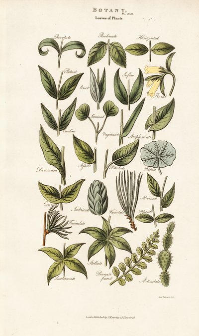 Bladformer og arrangementer af Sydenham Teast Edwards