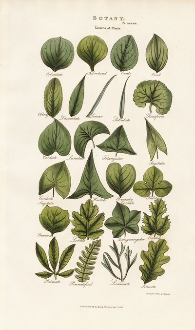 Bladformer i botanisk morfologi af Sydenham Teast Edwards